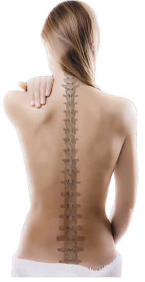colonne vertébrale