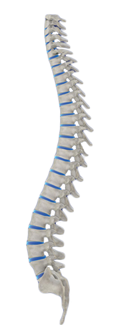 colonne vertébrale